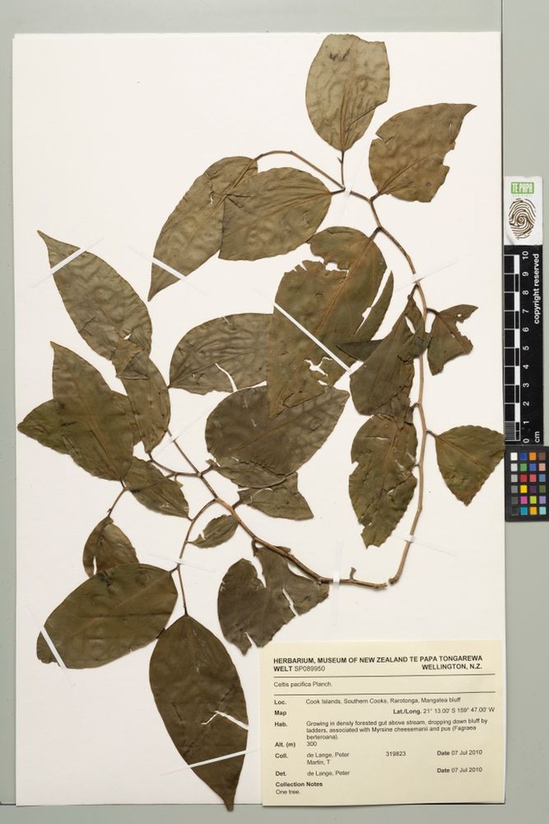 Celtis pacifica photo 3