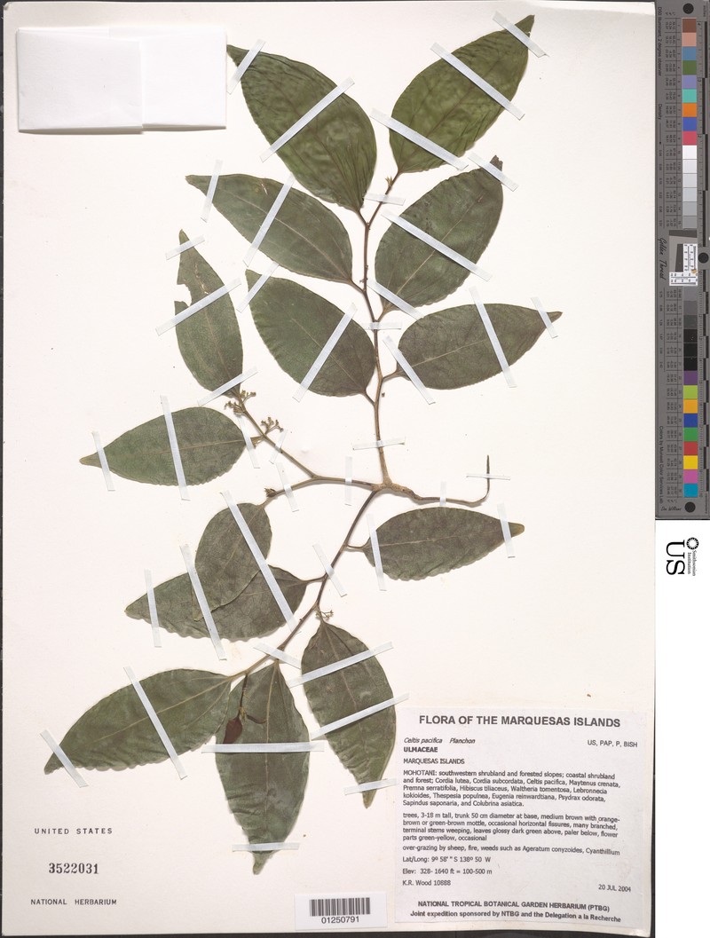 Celtis pacifica photo 4