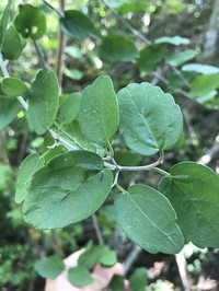 Celtis pallida
