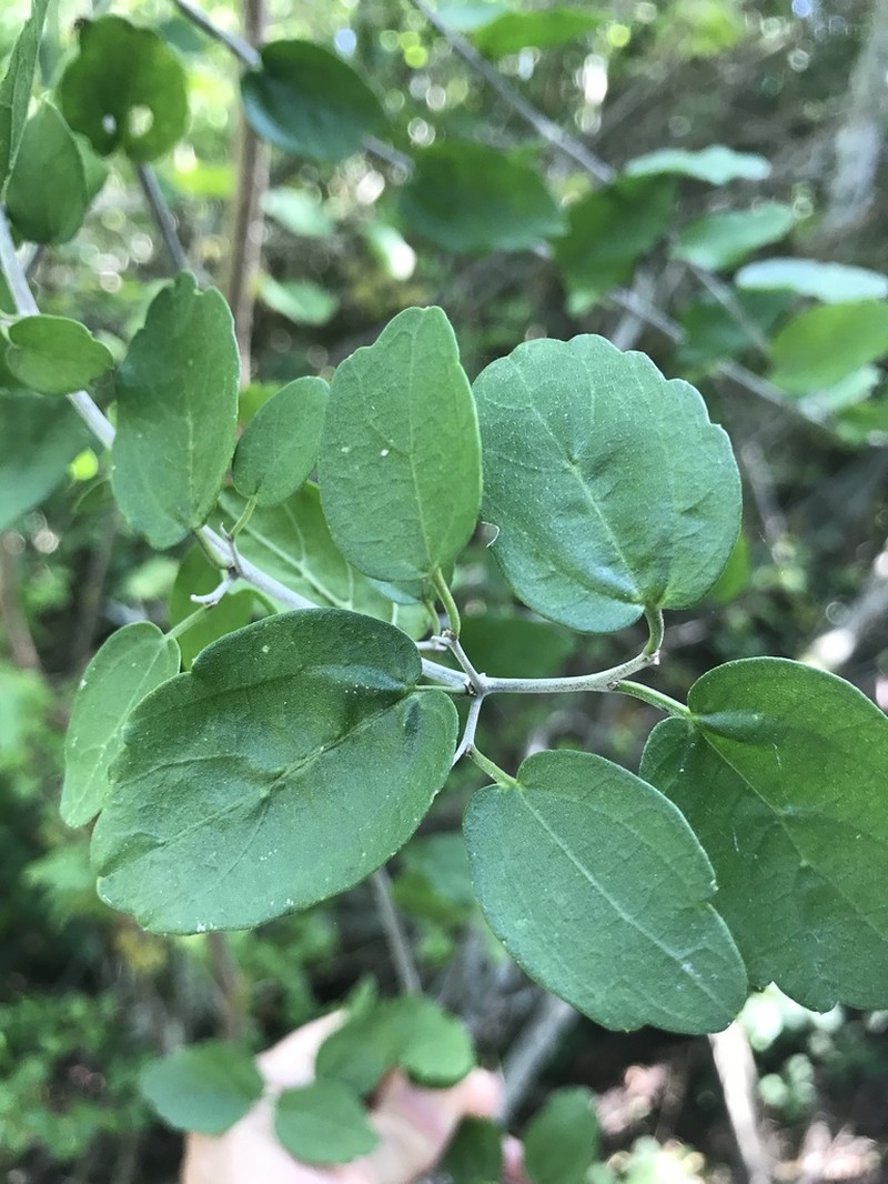 Celtis pallida