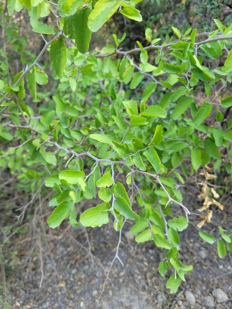 Celtis pallida photo 2