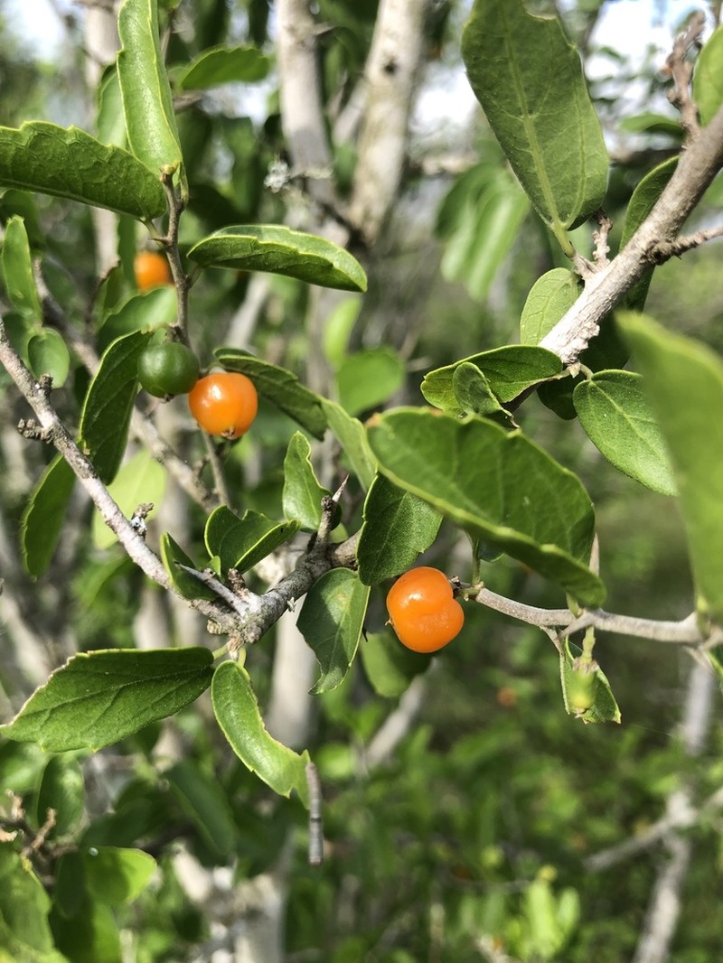 Celtis pallida photo 3