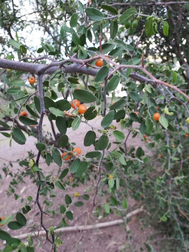 Celtis pallida photo 4
