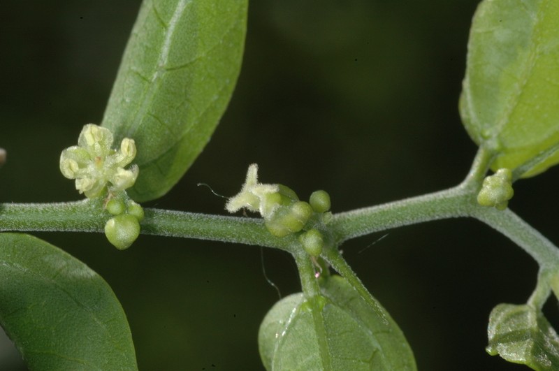 Celtis pallida photo 6