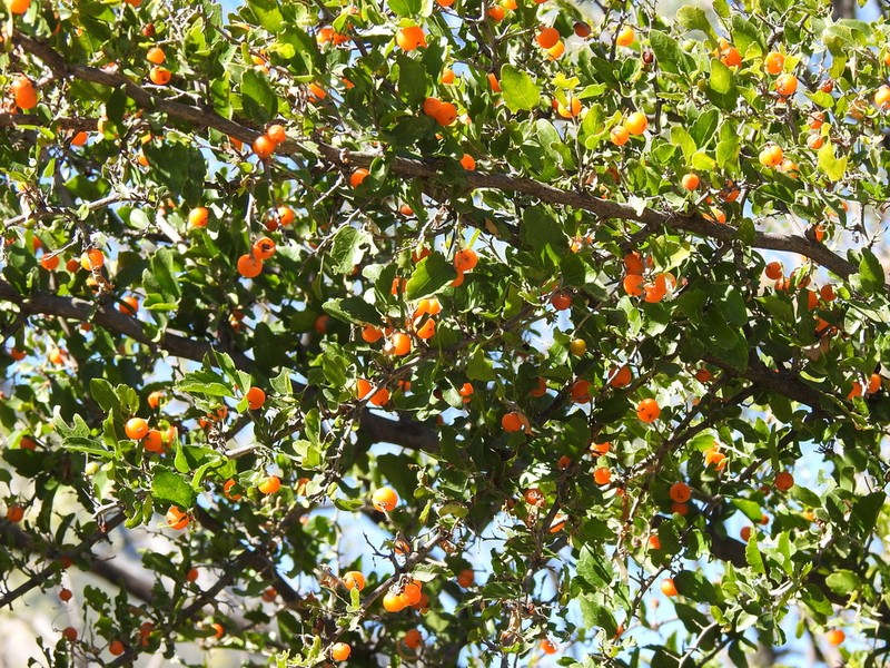 Celtis pallida photo 7