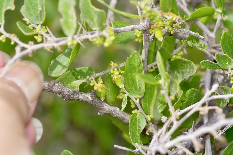 Celtis pallida photo 8