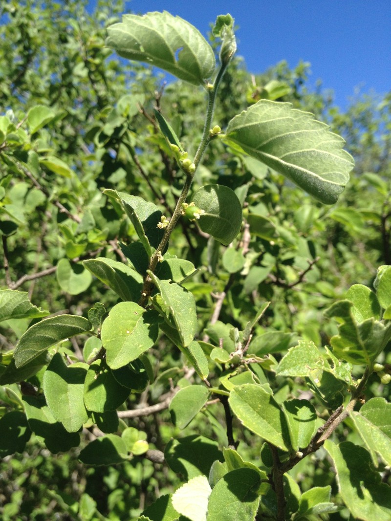 Celtis pallida var. discolor photo 2