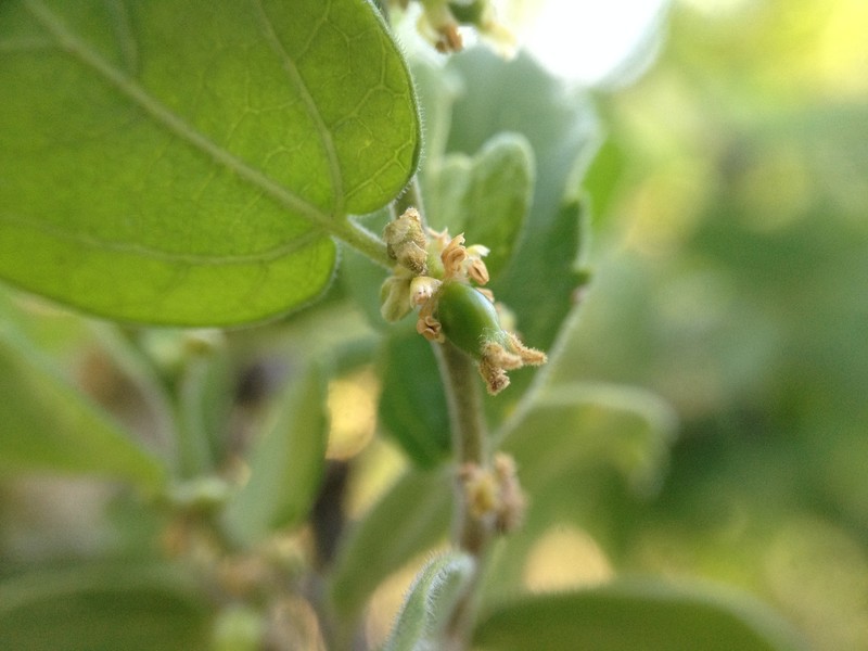 Celtis pallida var. discolor photo 3
