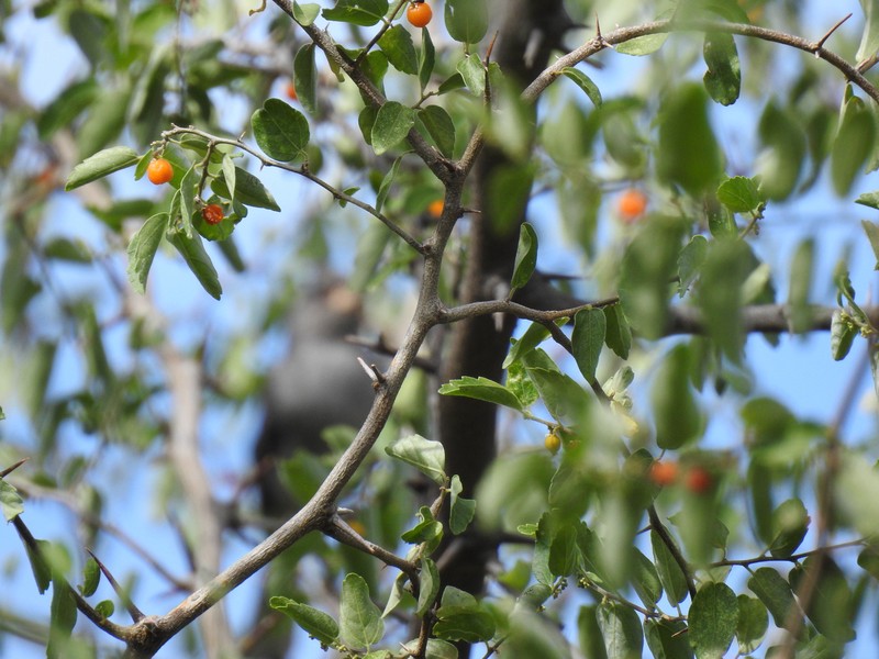 Celtis pallida var. discolor photo 4