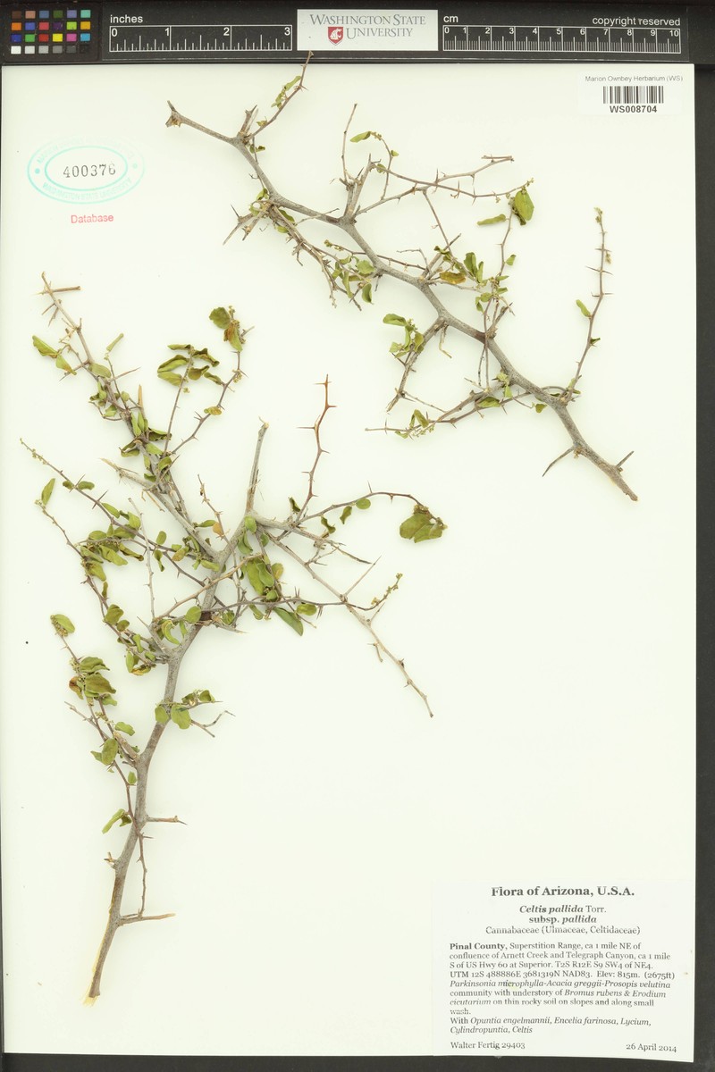 Celtis pallida var. pallida photo 3