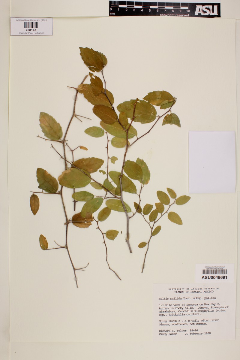 Celtis pallida var. pallida photo 4