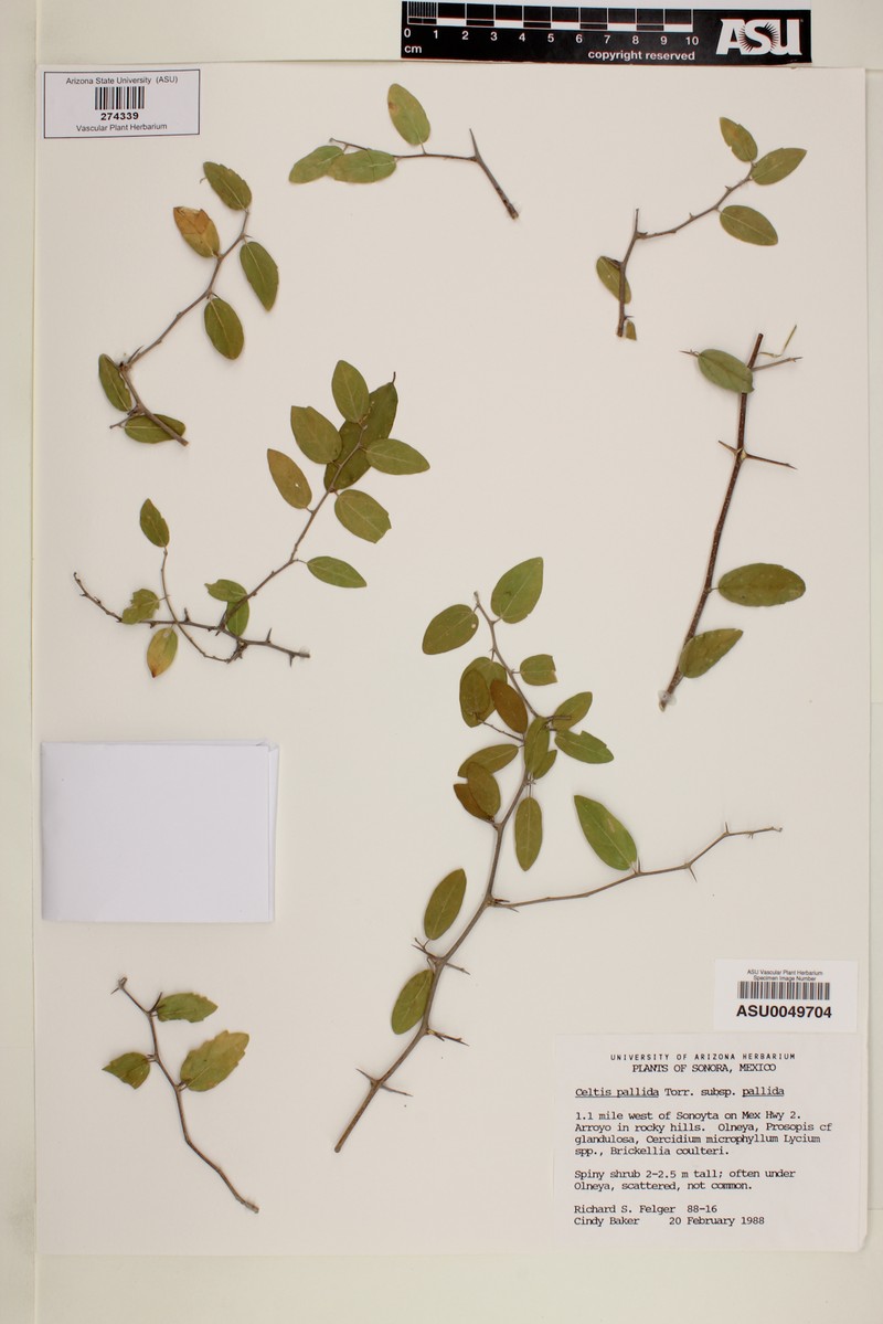 Celtis pallida var. pallida photo 5