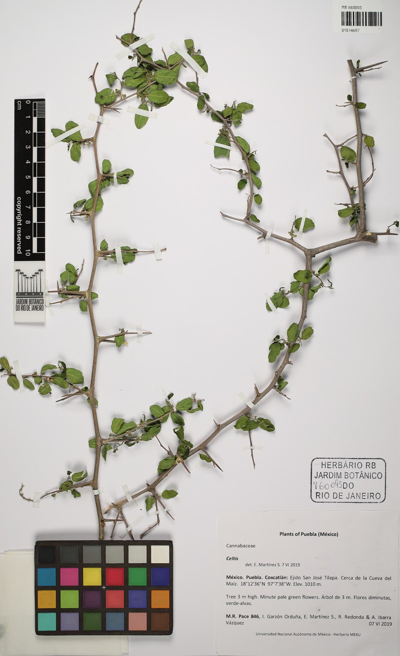 Celtis pallida var. pallida