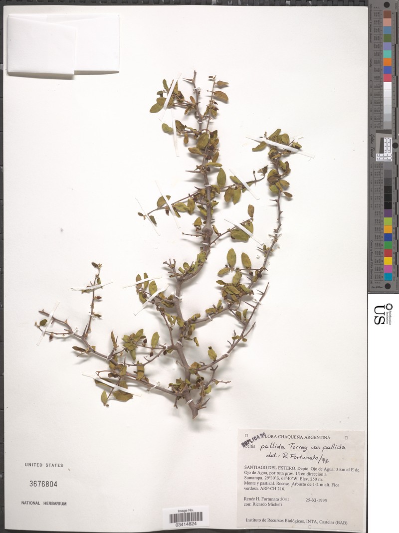 Celtis pallida var. pallida photo 2