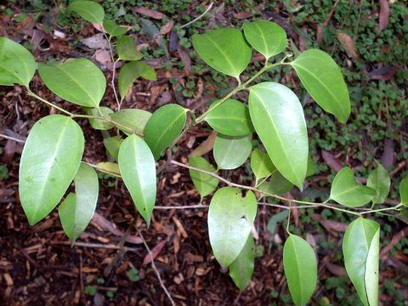 Palau Hackberry