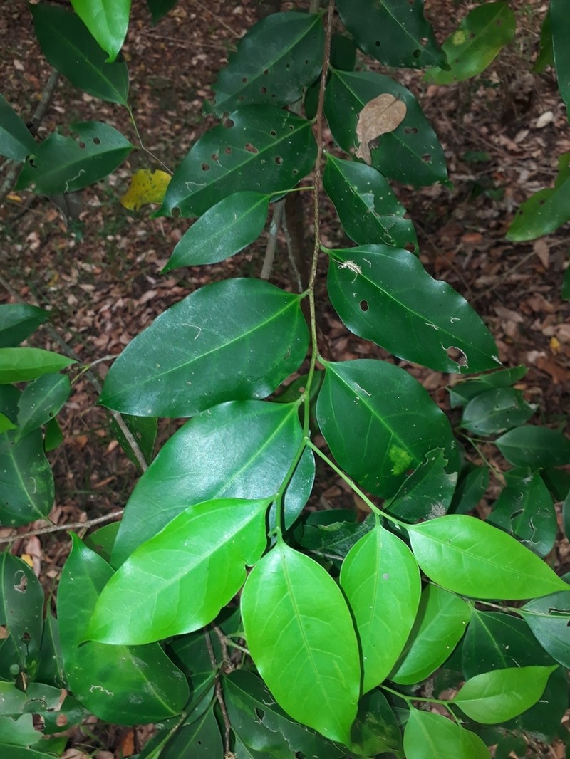 Palau Hackberry photo 6