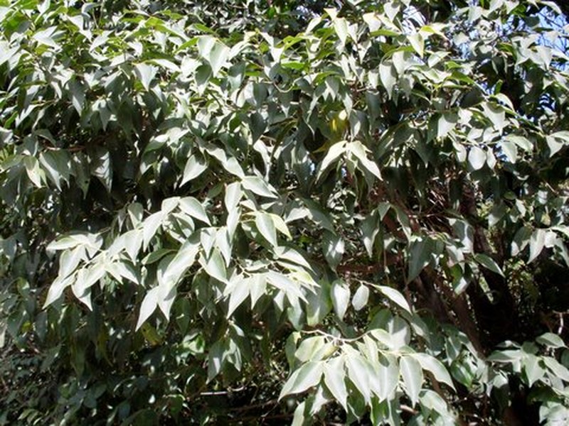 Silky Celtis photo 4