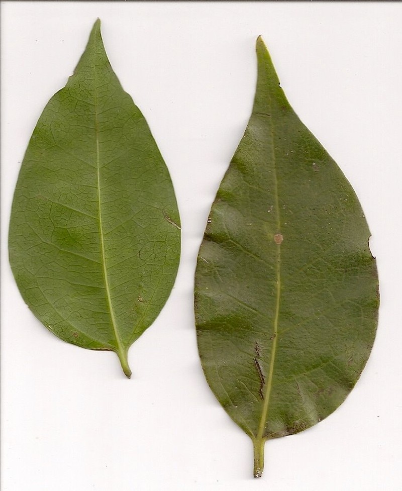 Silky Celtis photo 2