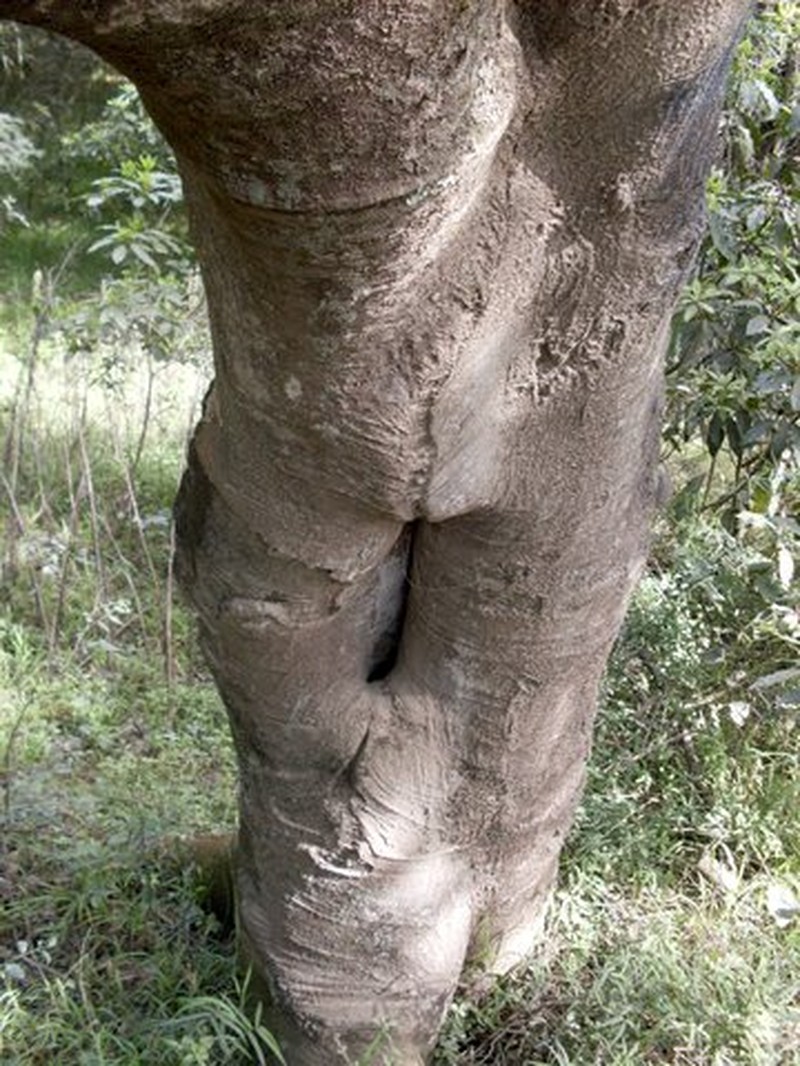 Silky Celtis photo 3