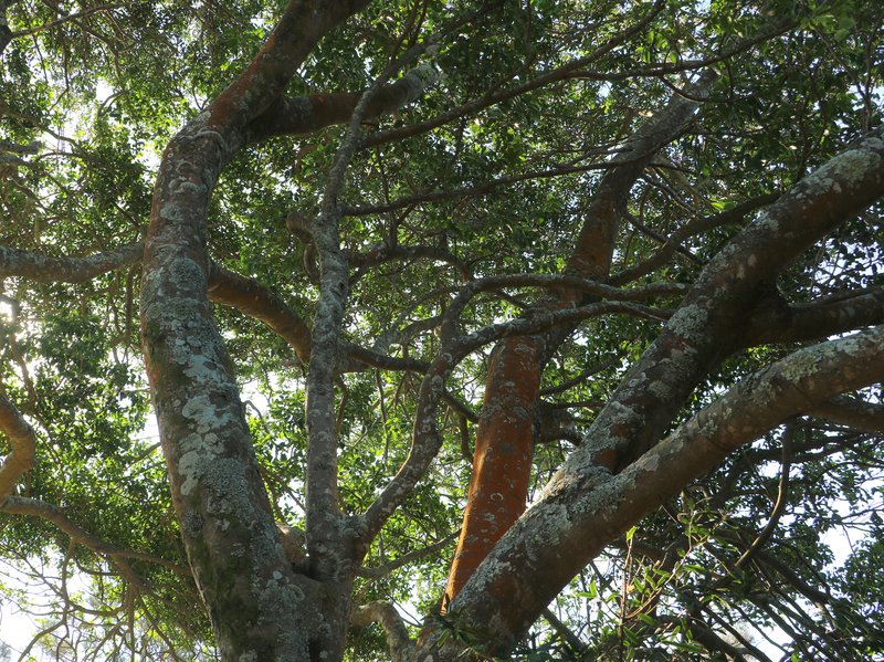 Silky Celtis photo 6
