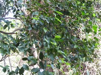 Celtis philippensis