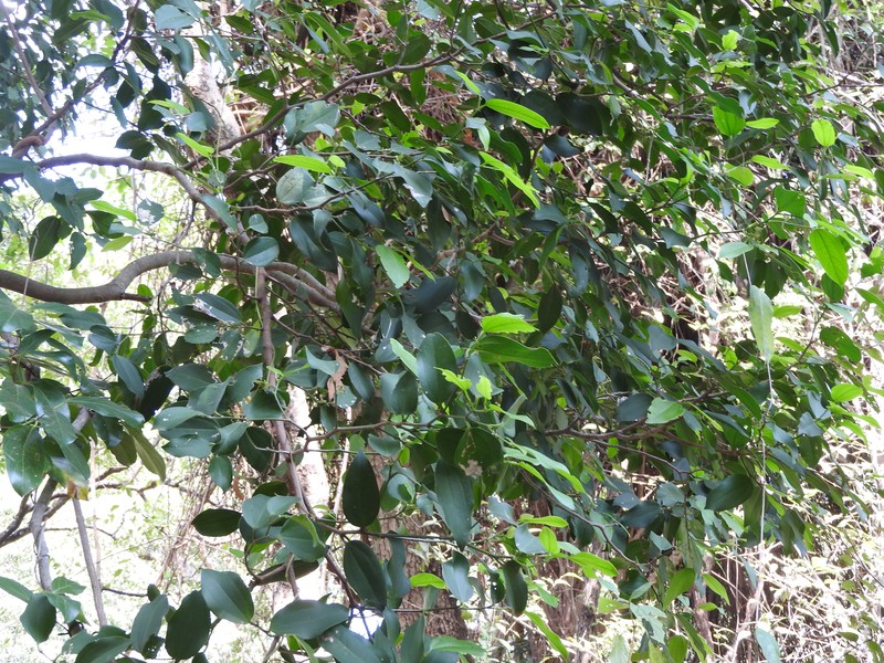 Celtis philippensis