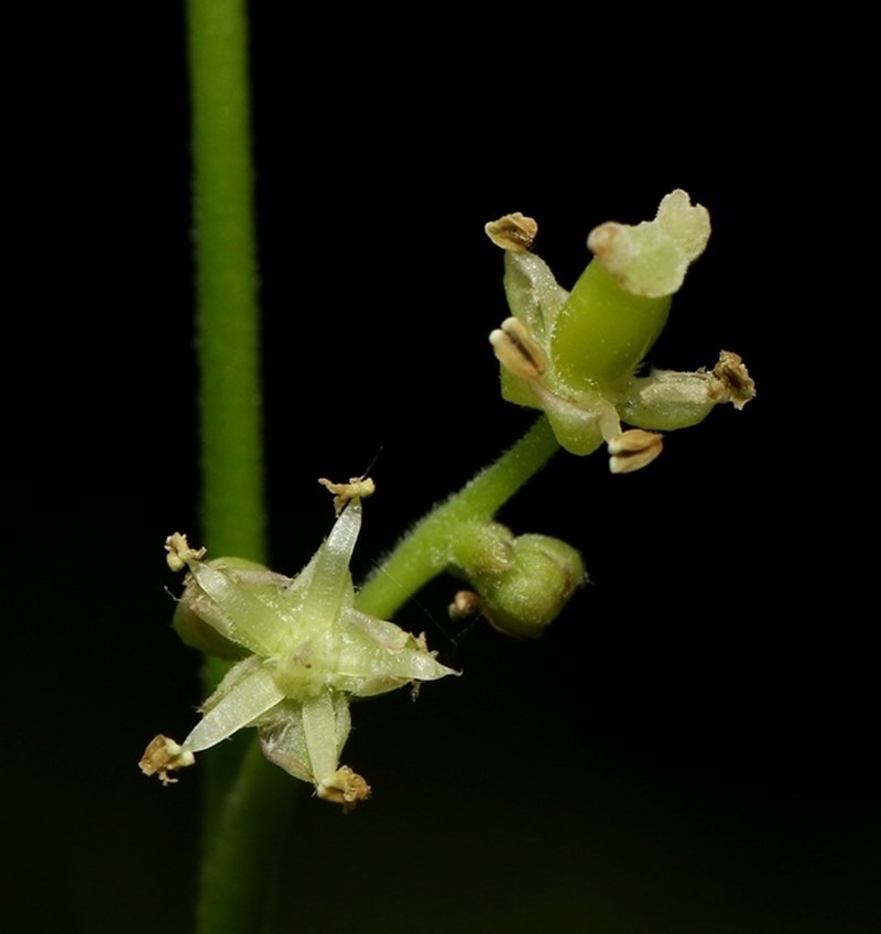 Celtis philippensis photo 2