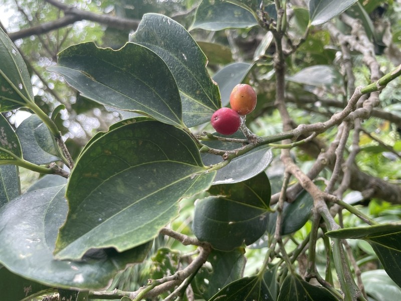Celtis philippensis photo 4