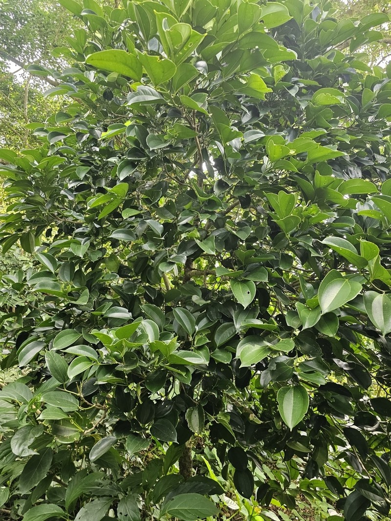 Celtis philippensis photo 5