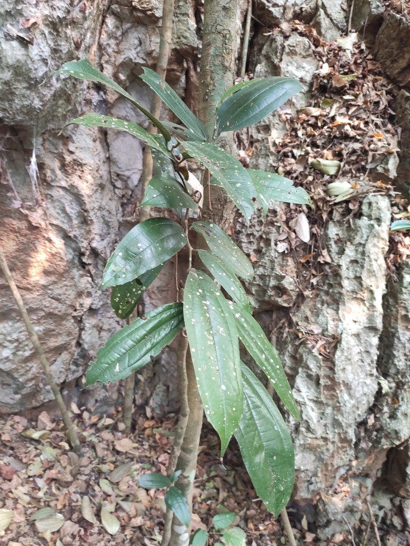 Celtis philippensis photo 6