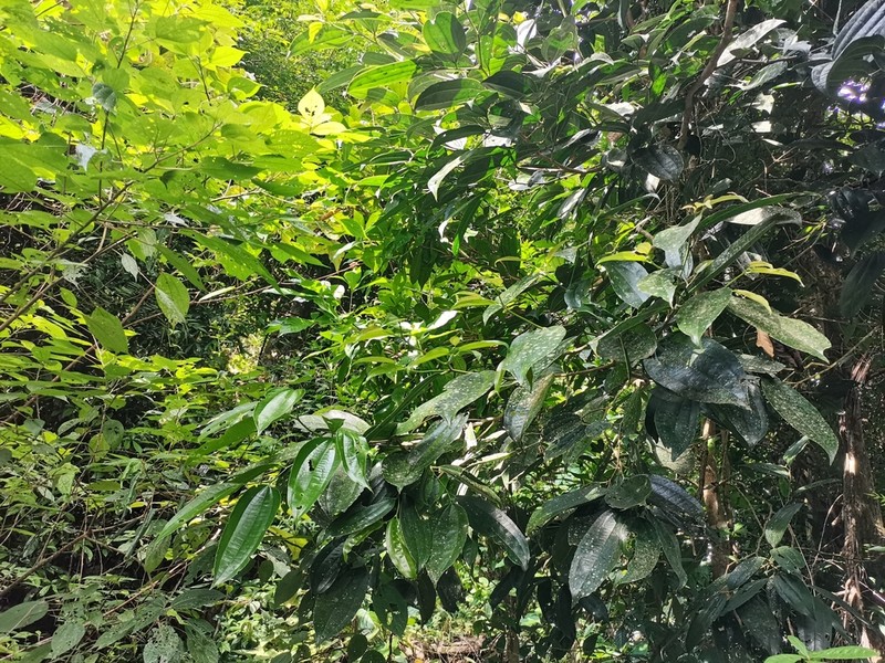 Celtis philippensis photo 7