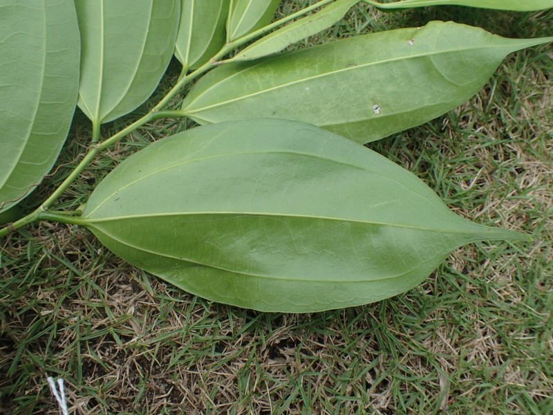 Celtis prantlii