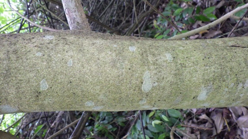 Celtis prantlii photo 2