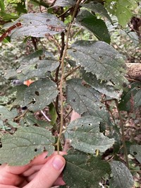 Celtis pubescens