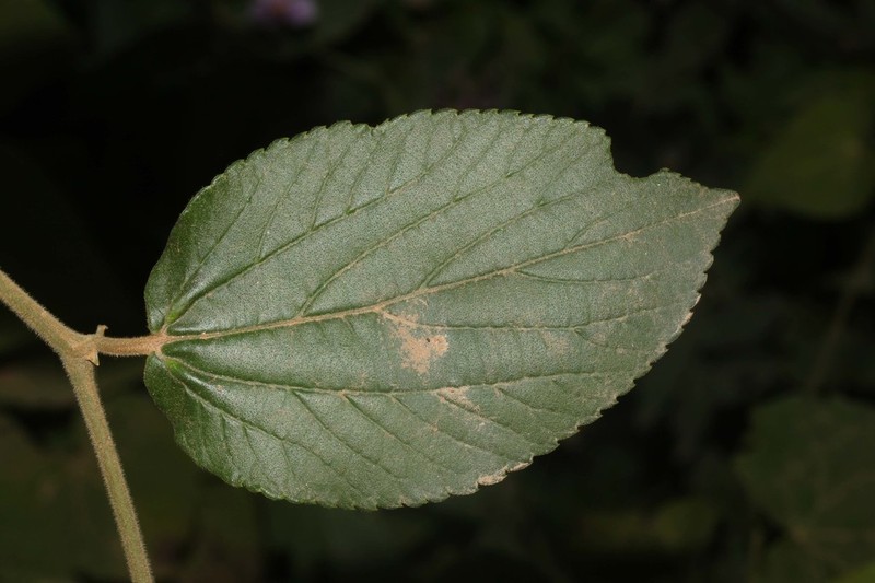 Celtis pubescens photo 2