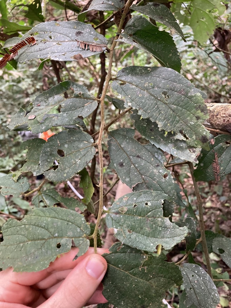 Celtis pubescens photo 3