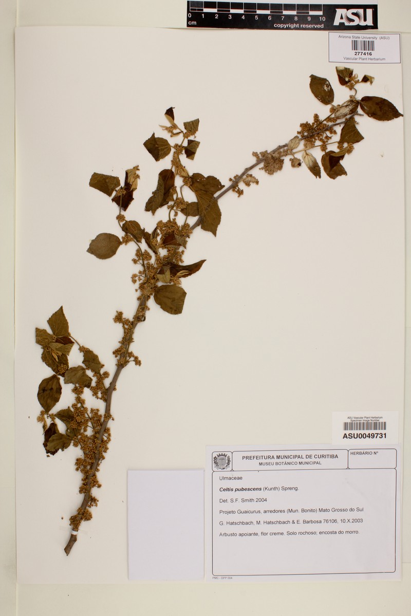Celtis pubescens photo 4