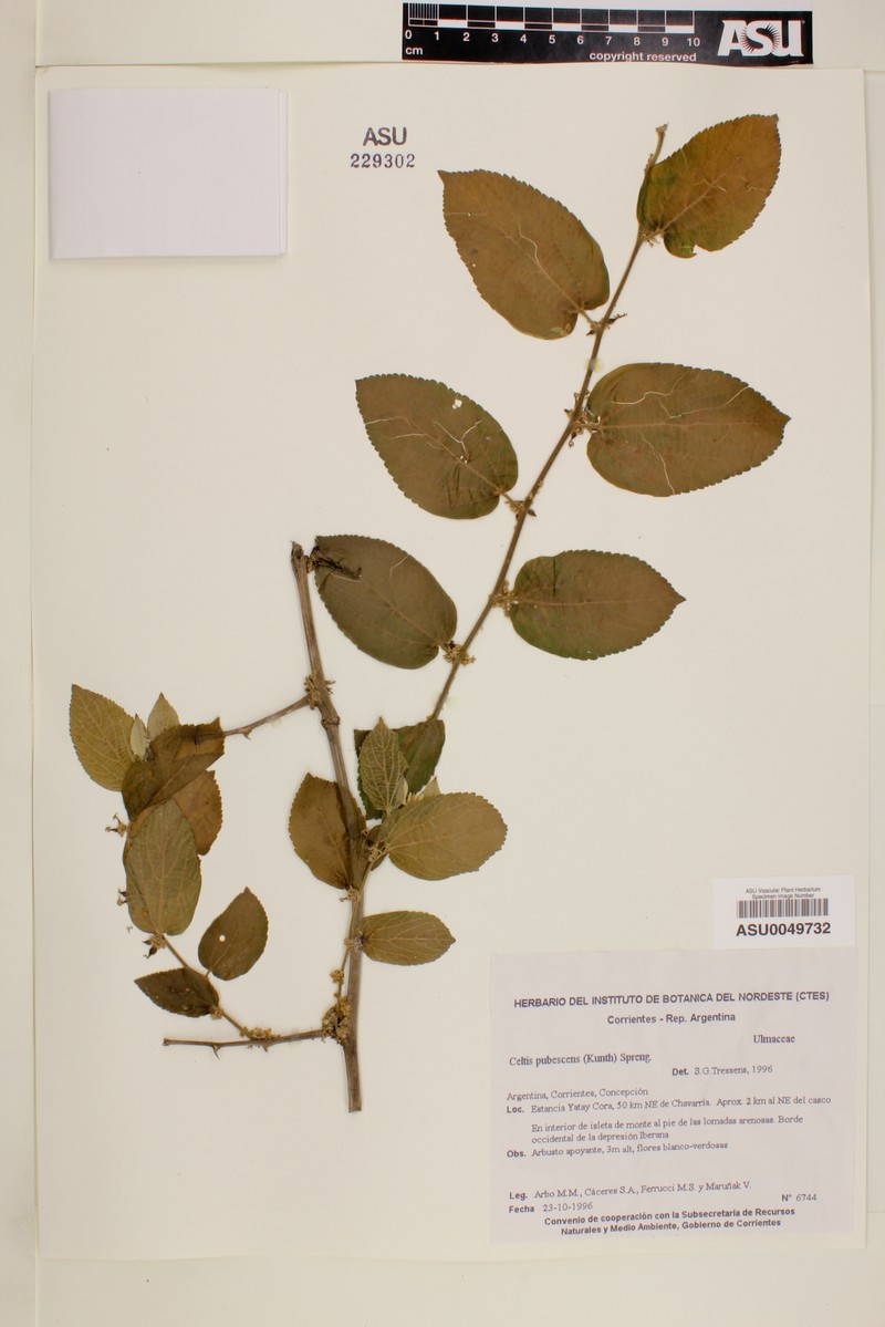 Celtis pubescens photo 5