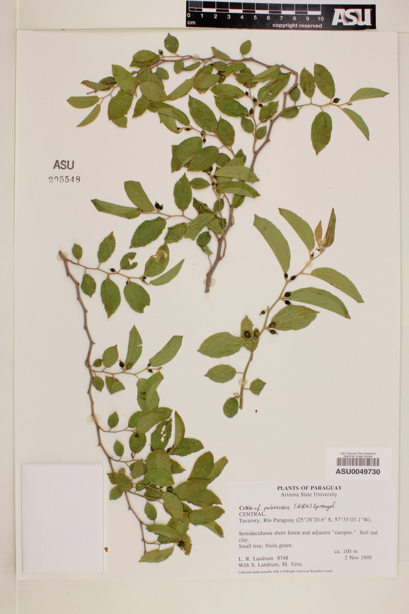 Celtis pubescens photo 6