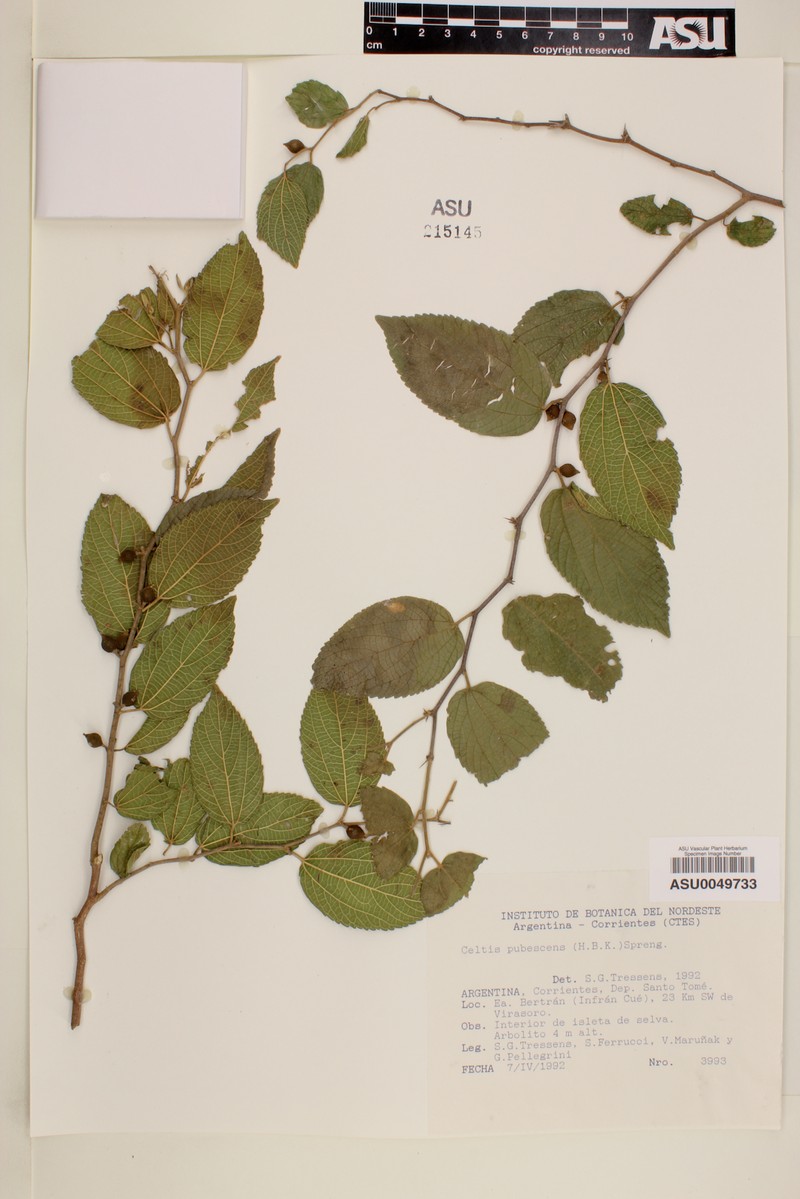 Celtis pubescens photo 7