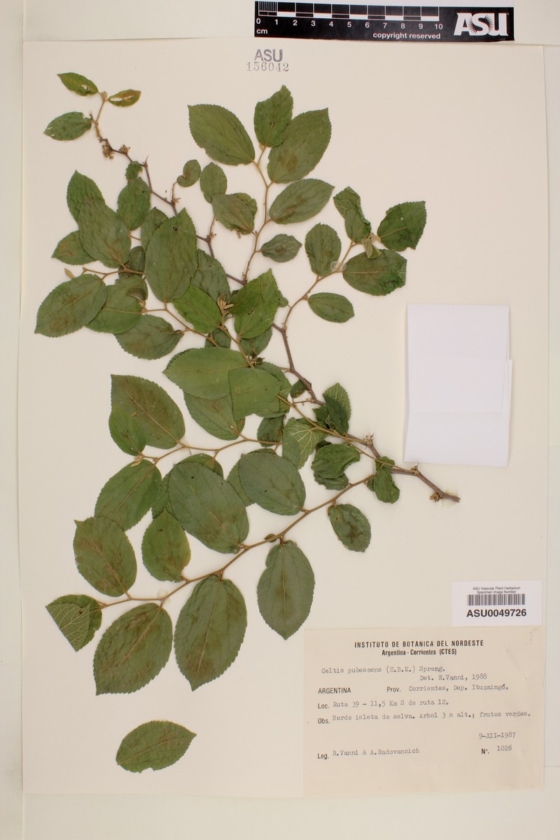 Celtis pubescens photo 8