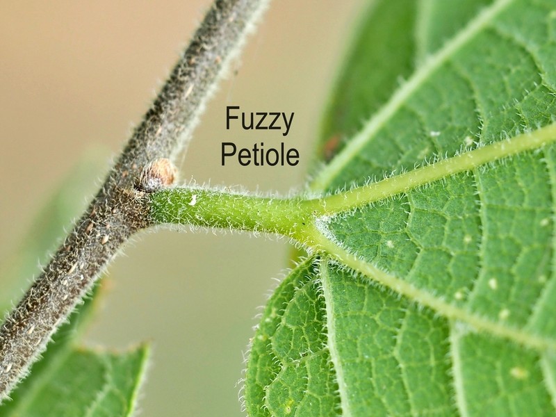 Celtis reticulata