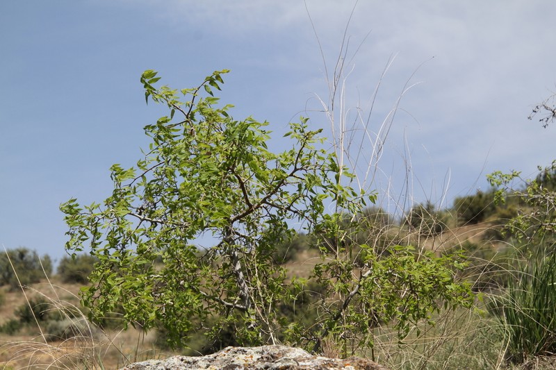 Celtis reticulata photo 3