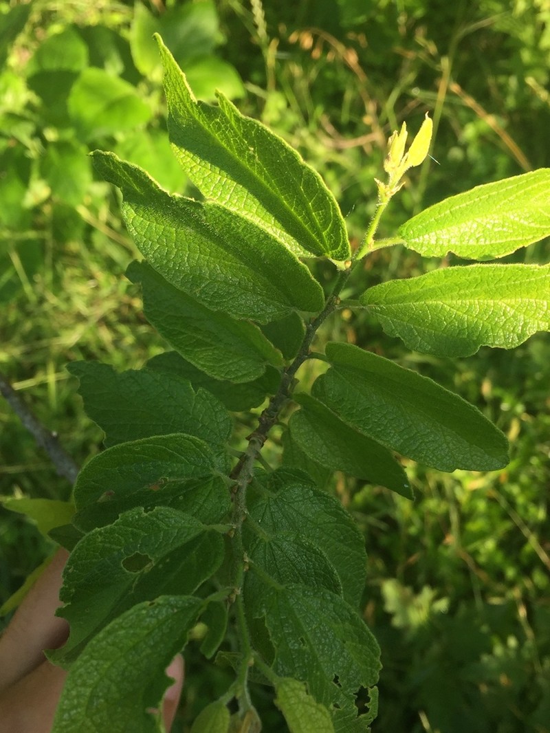 Celtis reticulata photo 4