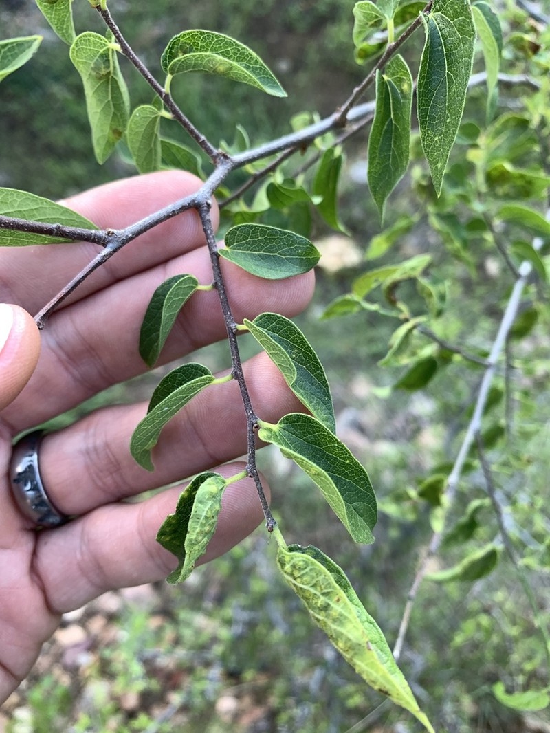 Celtis reticulata photo 5