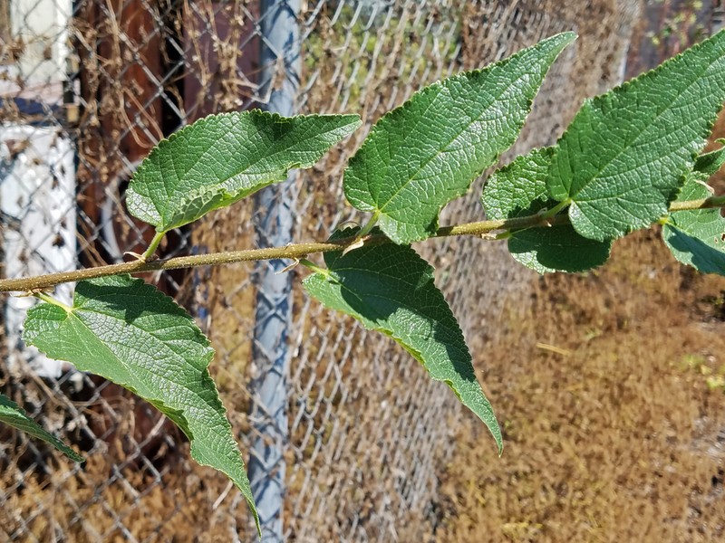 Celtis reticulata photo 6