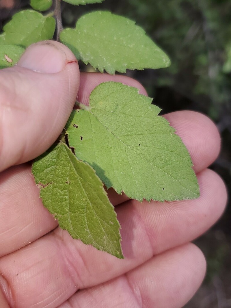 Celtis reticulata photo 8
