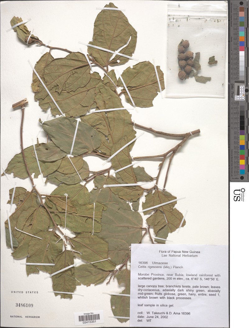 Celtis rigescens