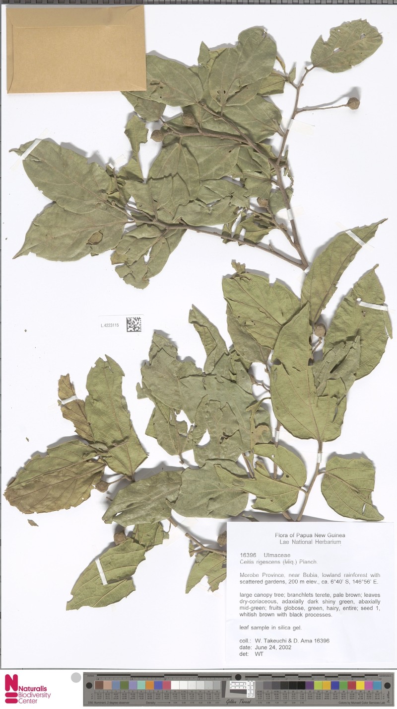 Celtis rigescens photo 2