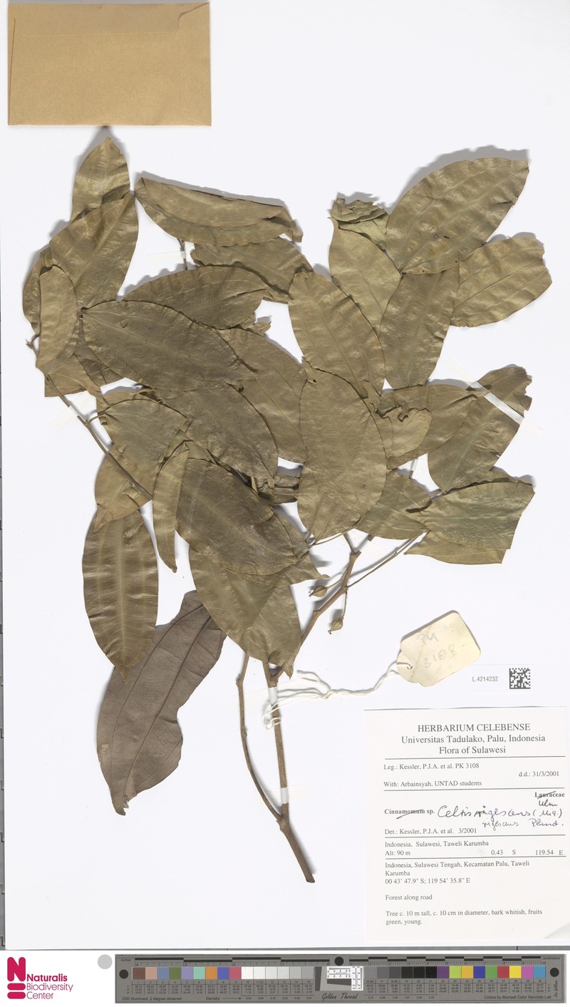 Celtis rigescens photo 3